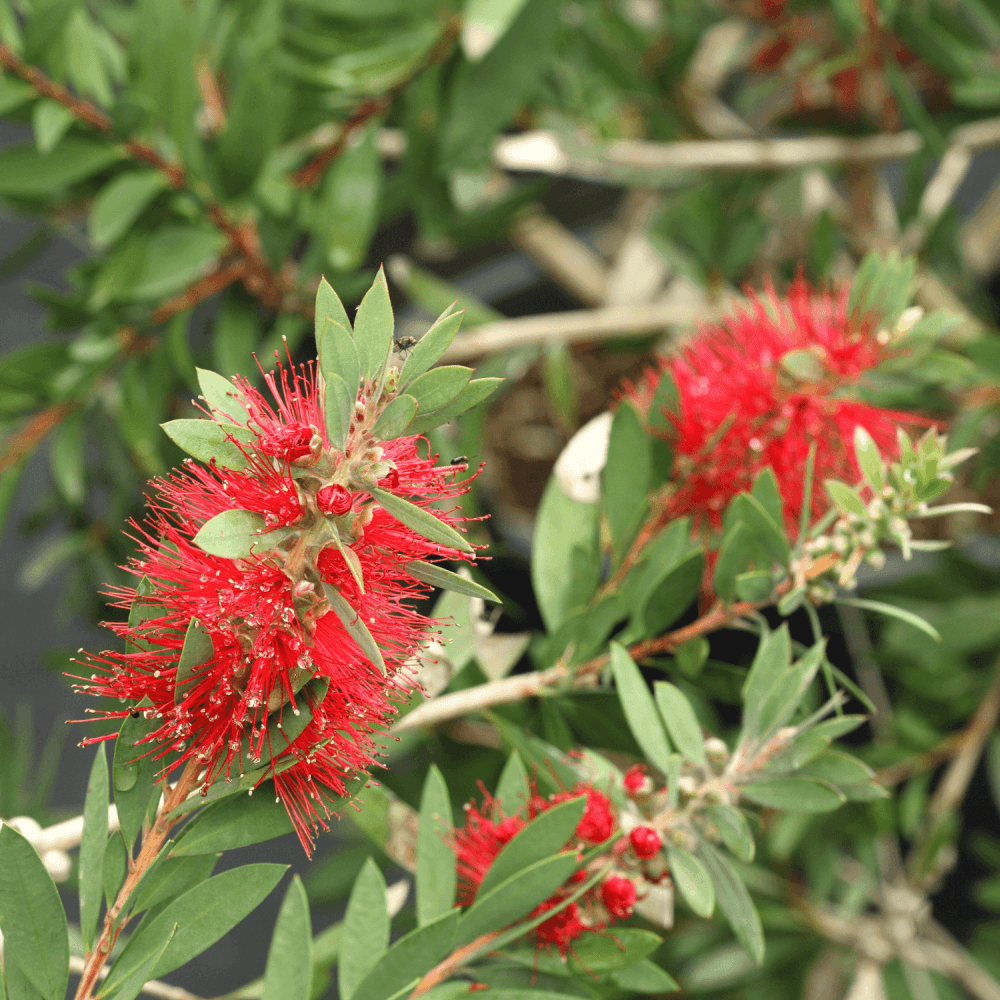 Rince-bouteilles - Callistemon laevis - FLEURANDIE