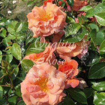 Rosier à fleurs groupées 'Aprikola' - Rosa floribunda 'Aprikola'