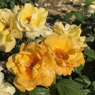 Rosier à fleurs groupées 'Arthur Bell' - Rosa floribunda 'Arthur Bell'