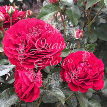 Rosier à fleurs groupées 'Bordeaux' - Rosa x floribunda 'Bordeaux'
