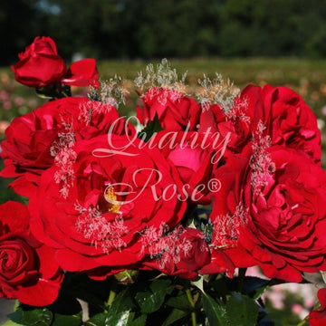 Rosier à fleurs groupées 'Bordeaux' - Rosa x floribunda 'Bordeaux'