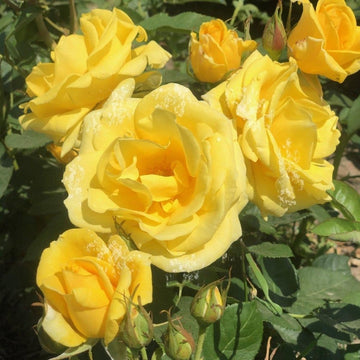 Rosier à fleurs groupées 'Carte d'or' - Rosa floribunda 'Carte d'Or'