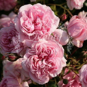 Rosier à fleurs groupées 'Home & Garden' - Rosa floribunda 'Home & Garden'