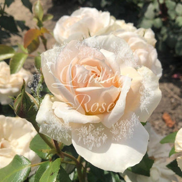 Rosier à fleurs groupées 'Lions Rose' - Rosa floribunda 'Lions Rose'