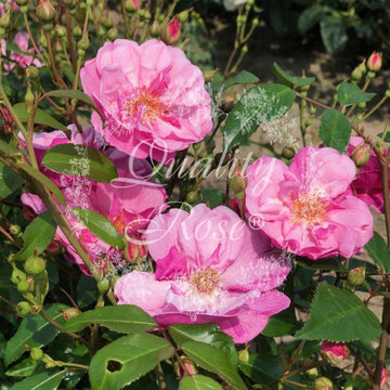 Rosier à massif 'Lavender Meidiland' - Rosa floribunda 'Lavender Meidiland'