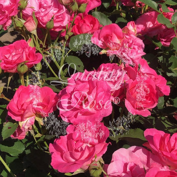 Rosier à massif 'Melrose' - Rosa polyantha 'Melrose'