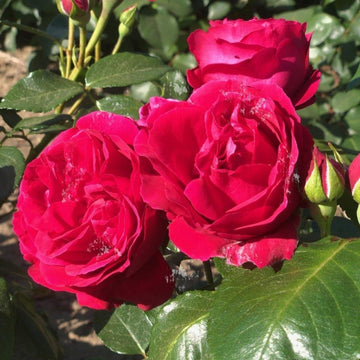 Rosier grimpant 'Red Eden Rose' - Rosa grimpant 'Red Eden Rose'