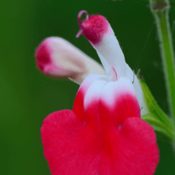 Sauge à petite feuille 'Hot lips' - Salvia microphylla 'Hot Lips'