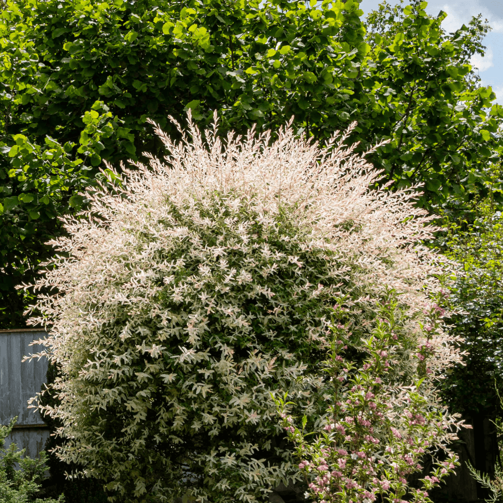 Saule crevette 'Hakuro Nishiki' - Salix integra 'Hakuro Nishiki' - FLEURANDIE