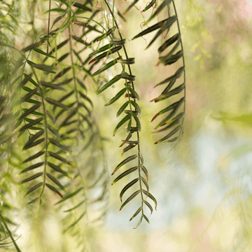 Saule pleureur - Salix babylonica