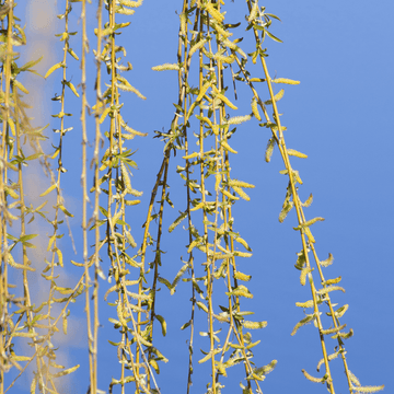 Saule sepulcralis 'Chrysocoma' - Salix sepulcralis 'Chrysocoma'