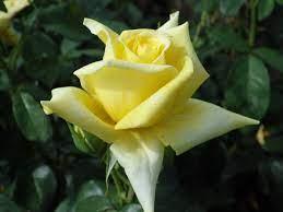 Rosier 'Landora' - Rosa hybride 'Landora'