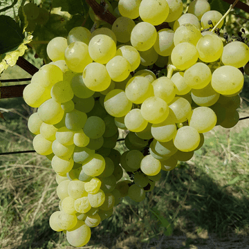 Vigne 'Chasselas Doré' - Vitis vinifera 'Chasselas Doré'