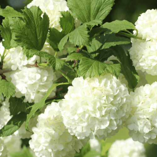 Viorne obier, Boule de neige 'Roseum' - Viburnum opulus 'Roseum' - FLEURANDIE