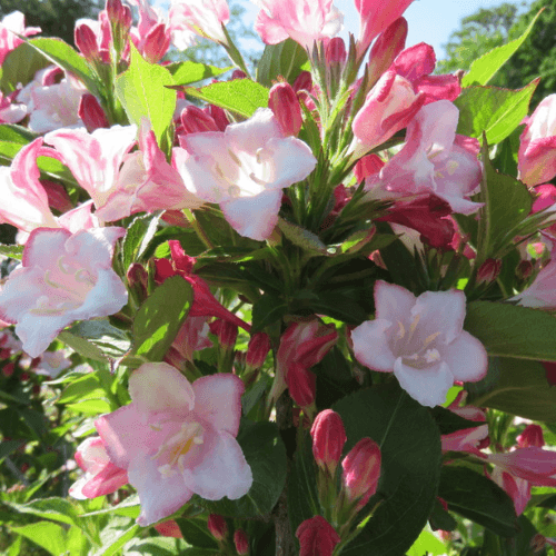 Weigela 'Carnaval'® Weigela 'Carnaval'®