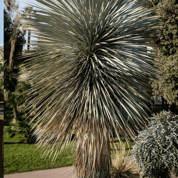 Yucca Rostrata - Yucca Rostrata