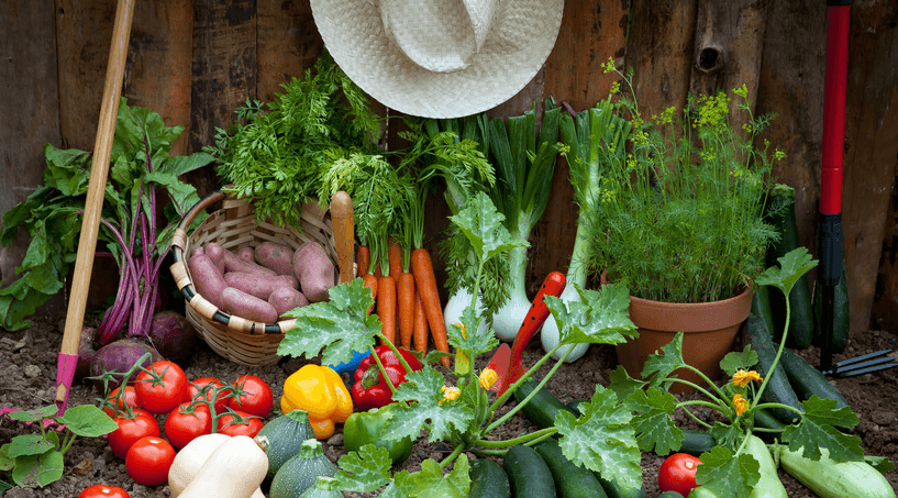 Cultiver ses légumes maison. Combien ça coûte ? - FLEURANDIE