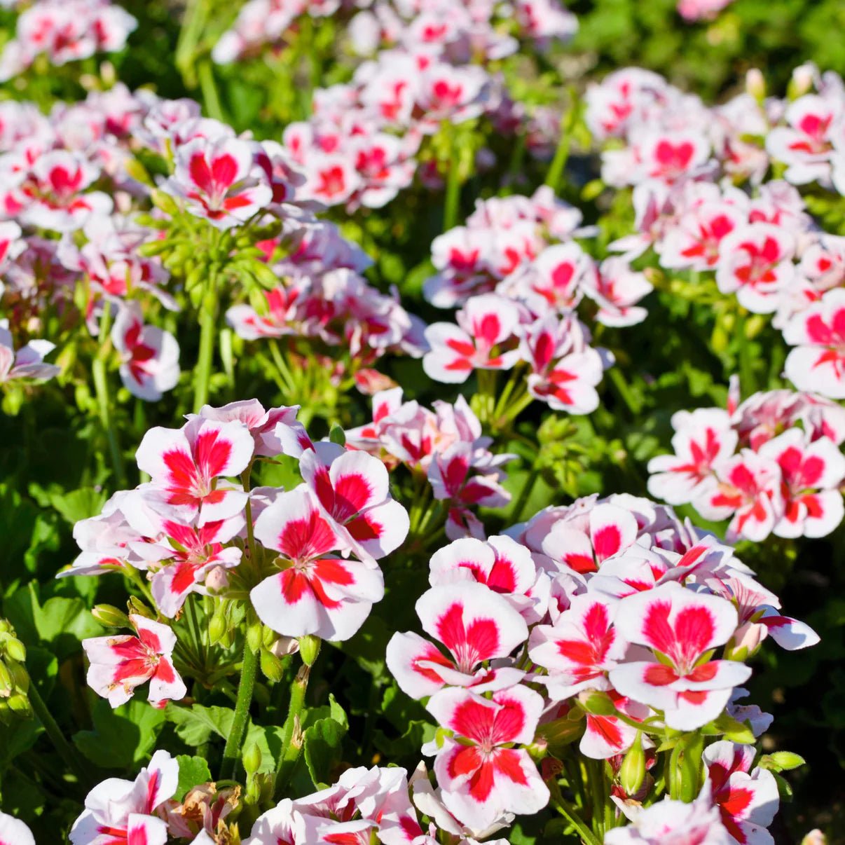Annuelles - FLEURANDIE