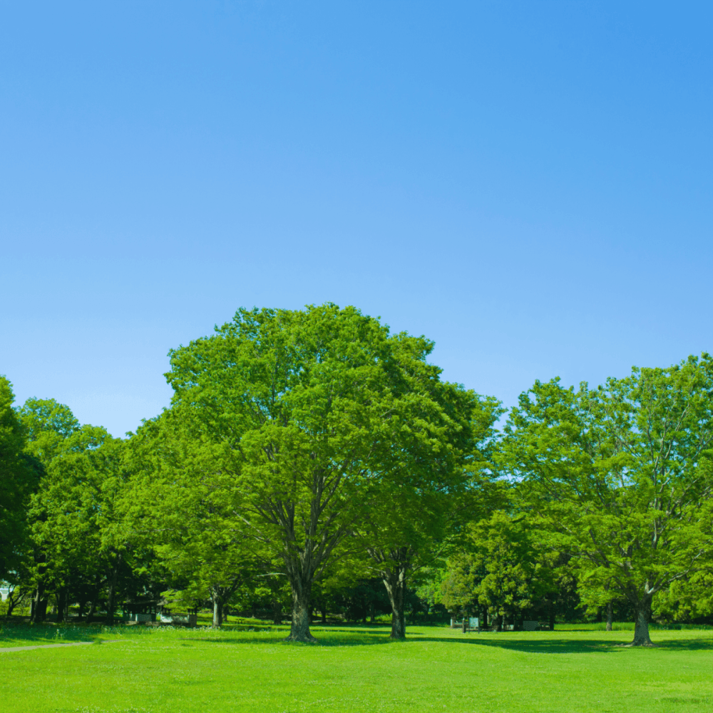 Arbres - FLEURANDIE