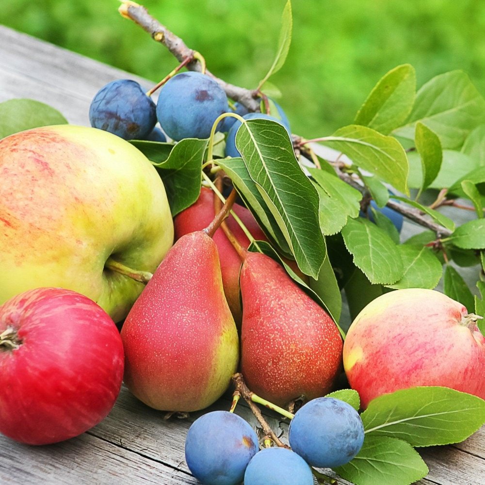Arbres fruitiers - FLEURANDIE