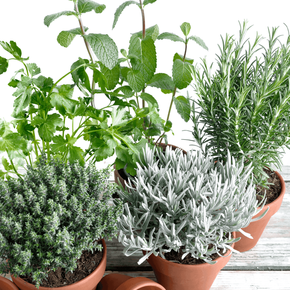 Aromatiques - FLEURANDIE