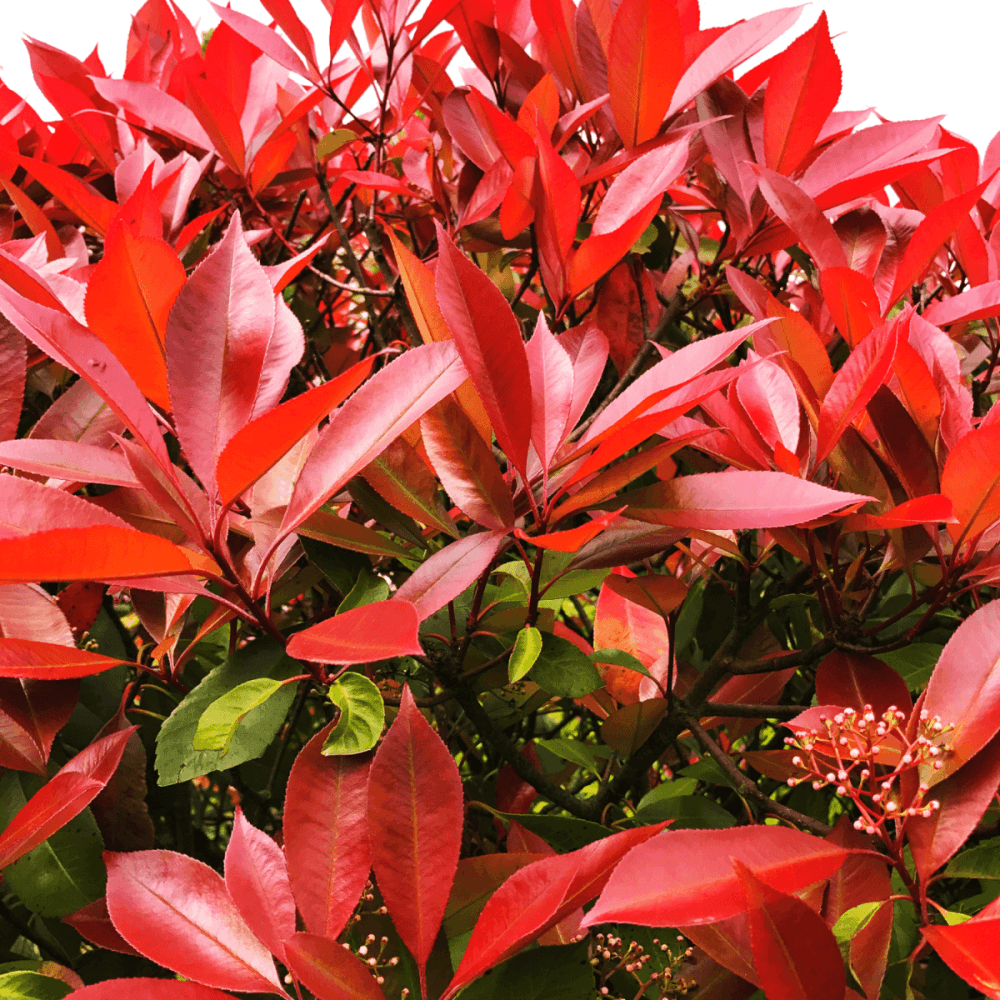 Plantes de haie - FLEURANDIE