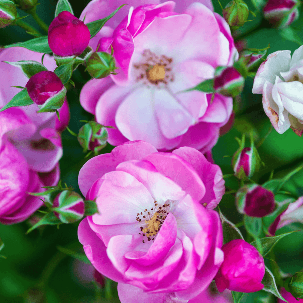 Rosiers de Kordes® - FLEURANDIE