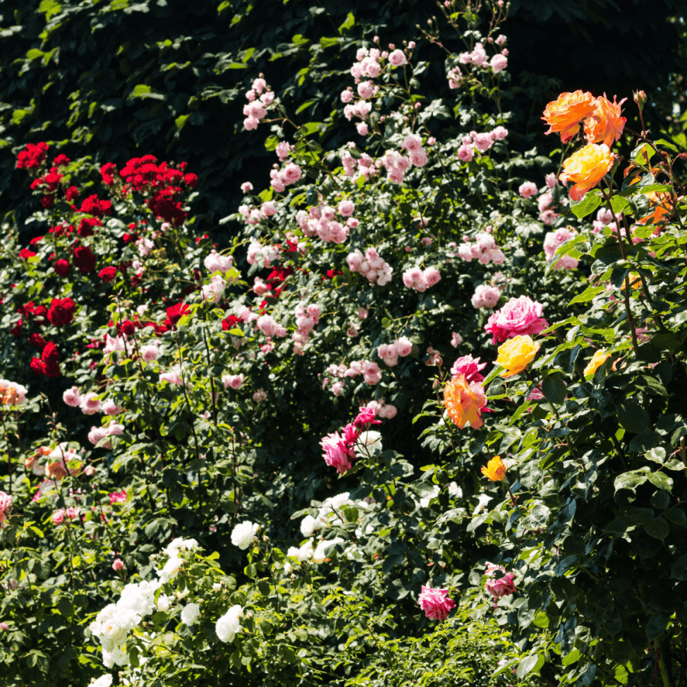 Rosiers - FLEURANDIE