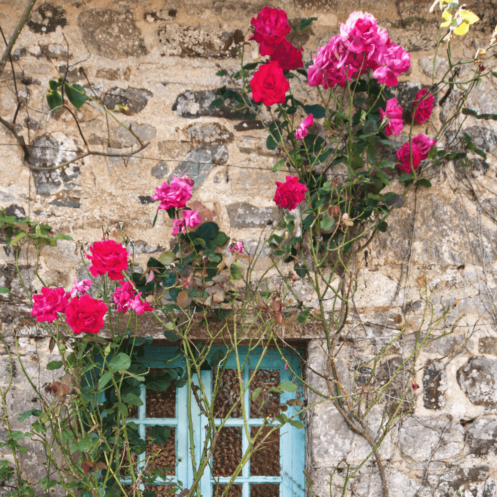 Rosiers Grimpants - FLEURANDIE