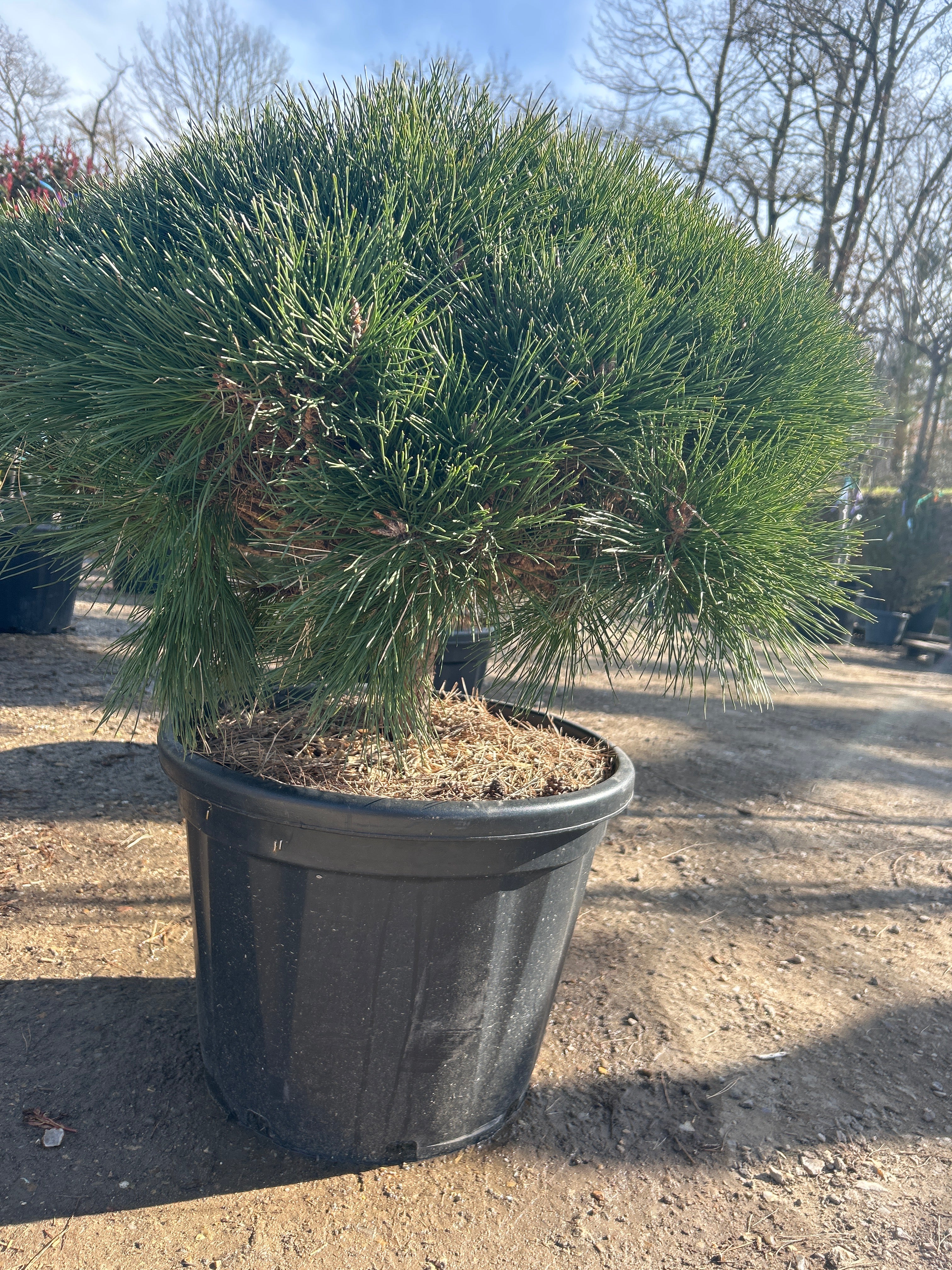 Pin noir d'Autriche 'Pierrick Brégéon' - Pinus nigra 'Pierrick Brégéon'