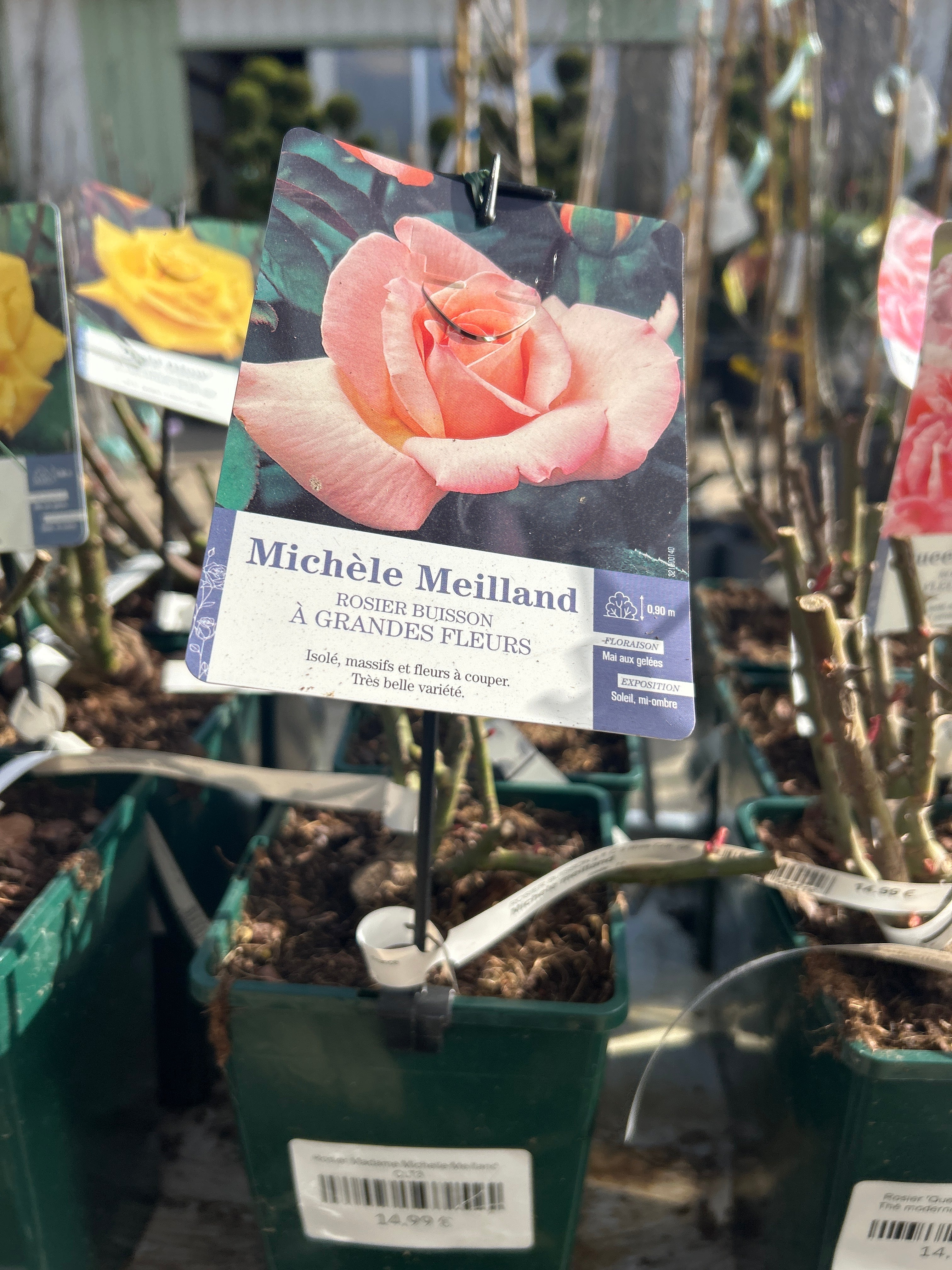 Rosier Madame Michelle Meilland