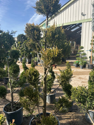 Pompons / CLT25-35 / H.140-160