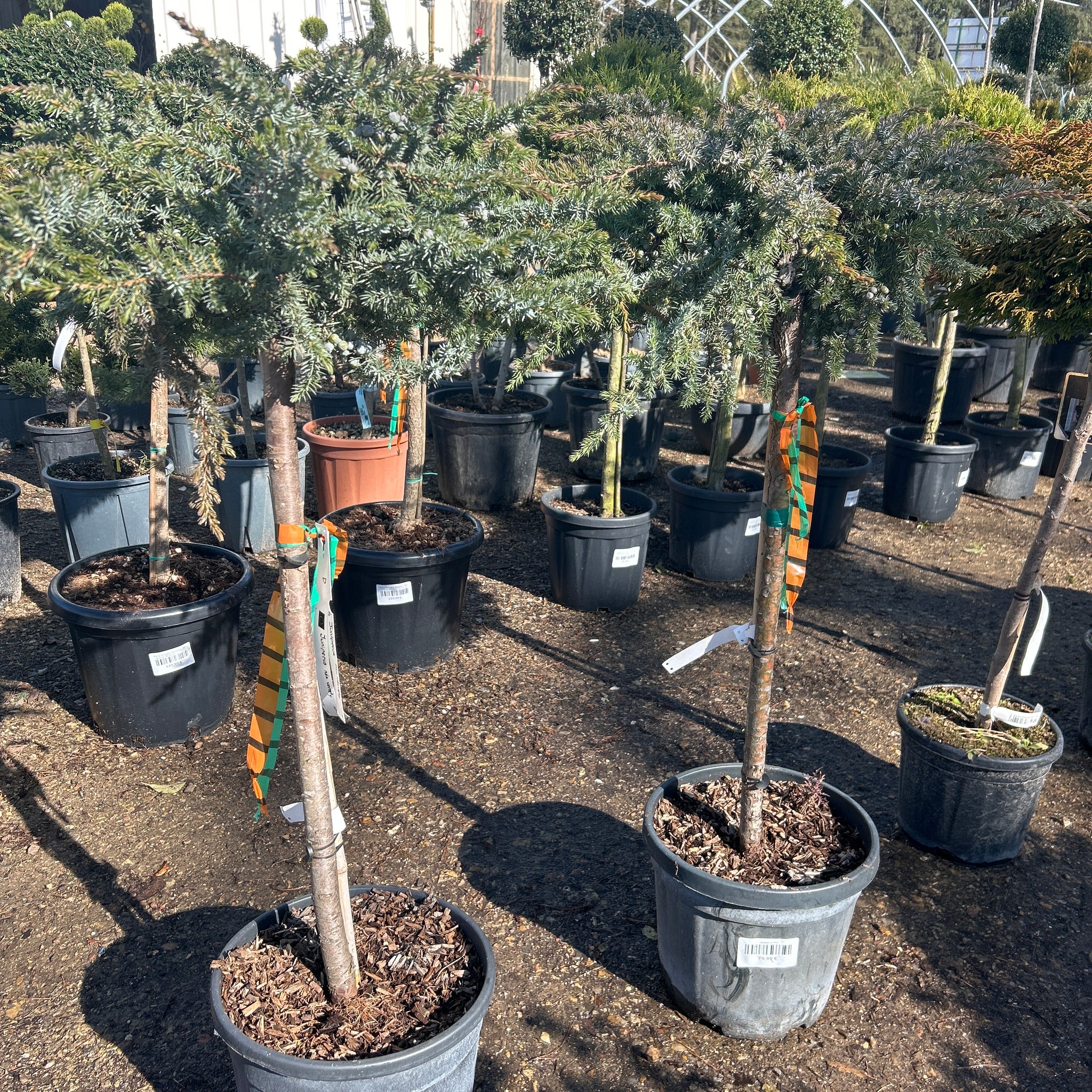 Juniperus mix