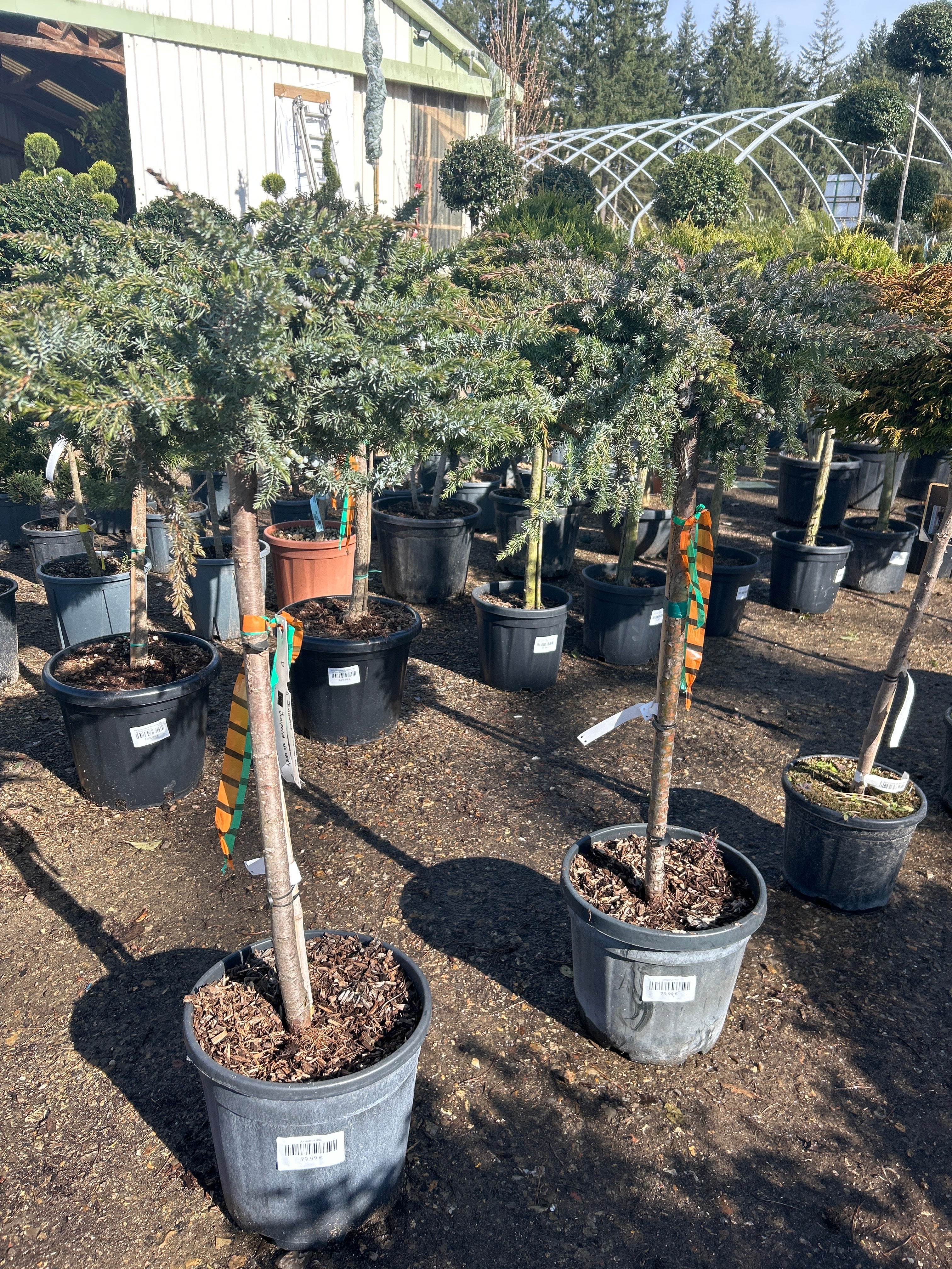 Juniperus mix