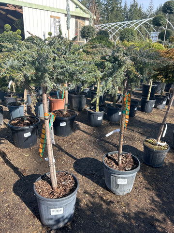 Juniperus mix