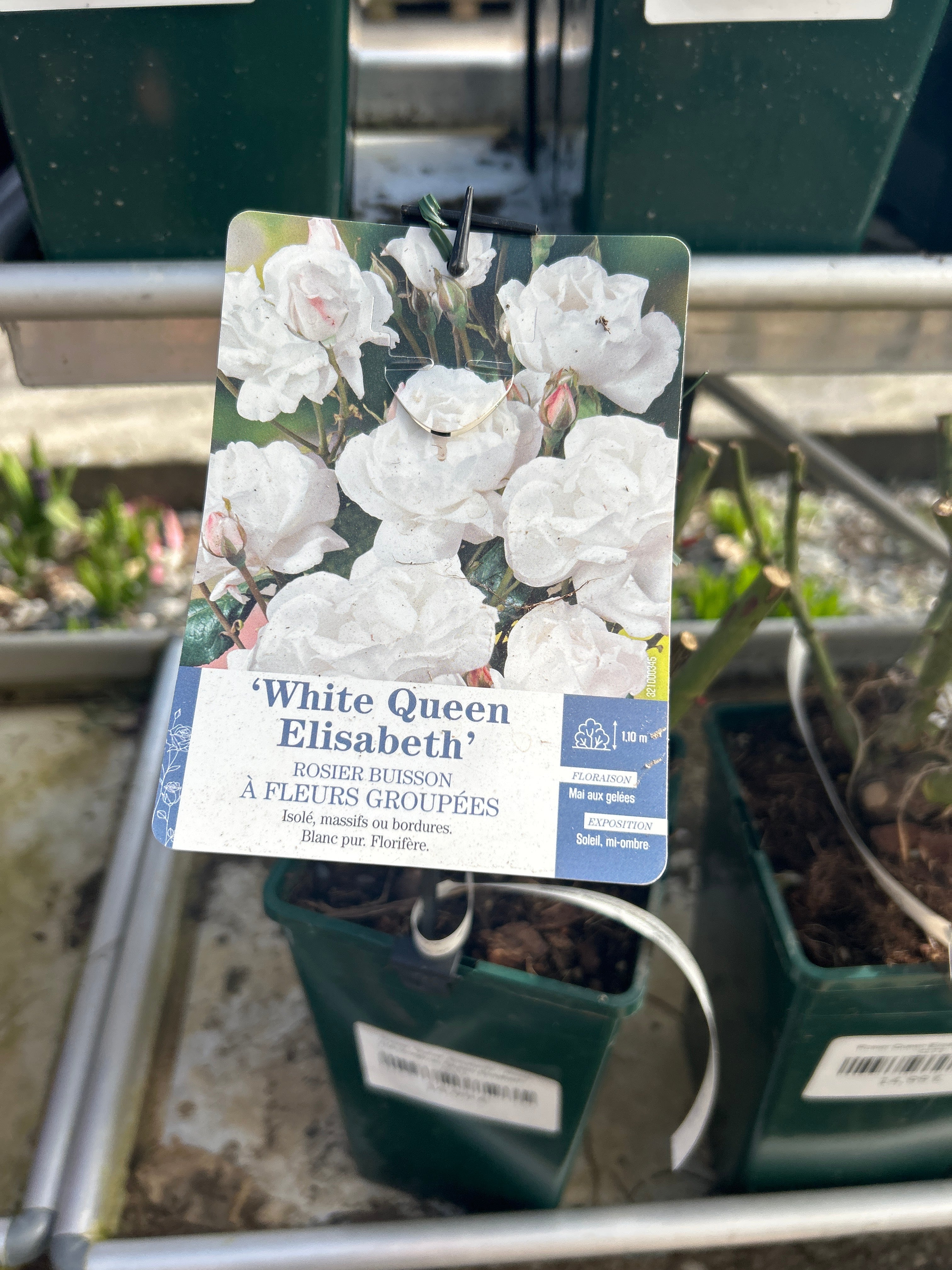Rosier Queen Elisabeth Blanc