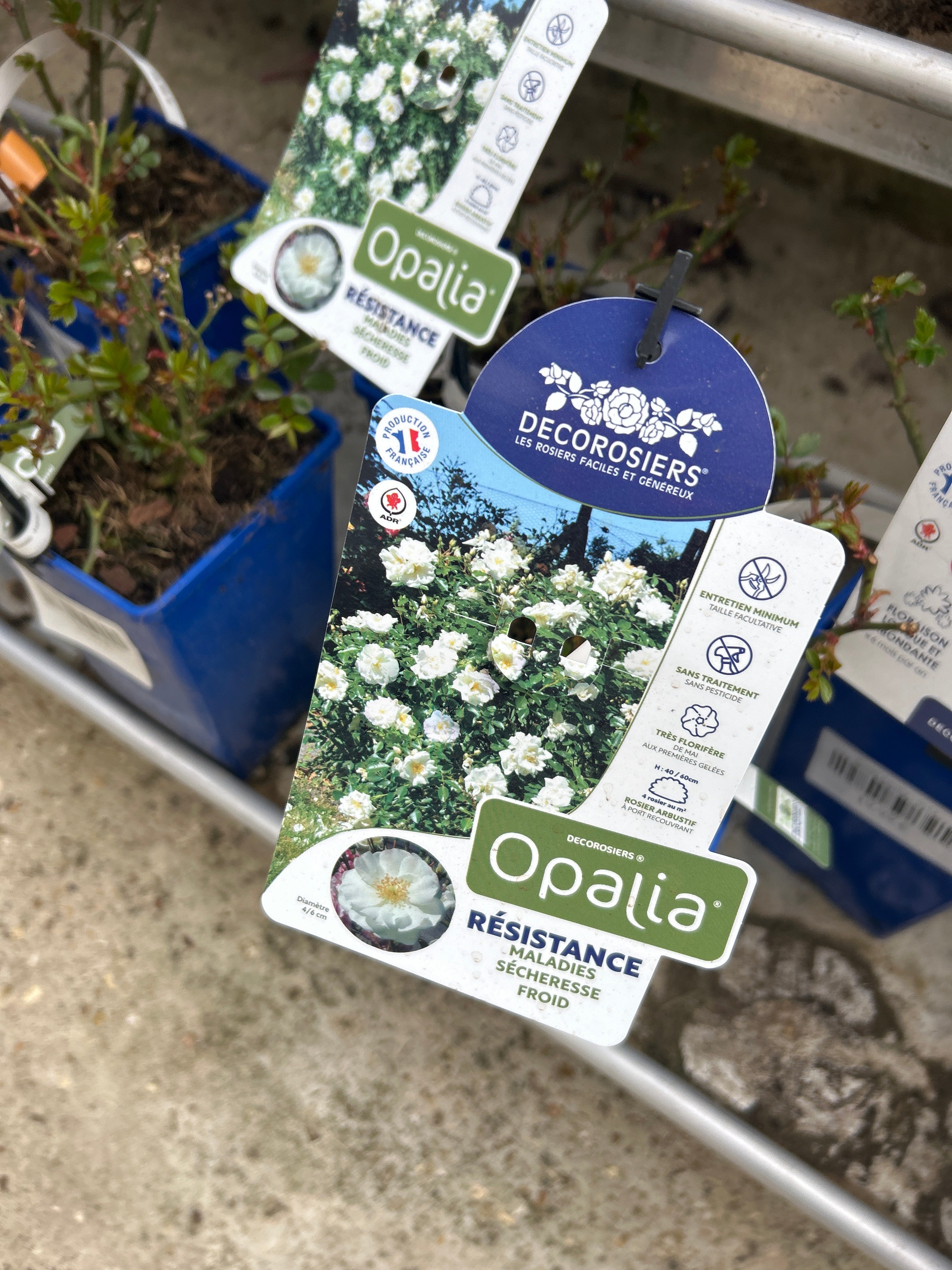 Rosier Opalia
