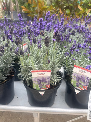Pot de 2-3 litres