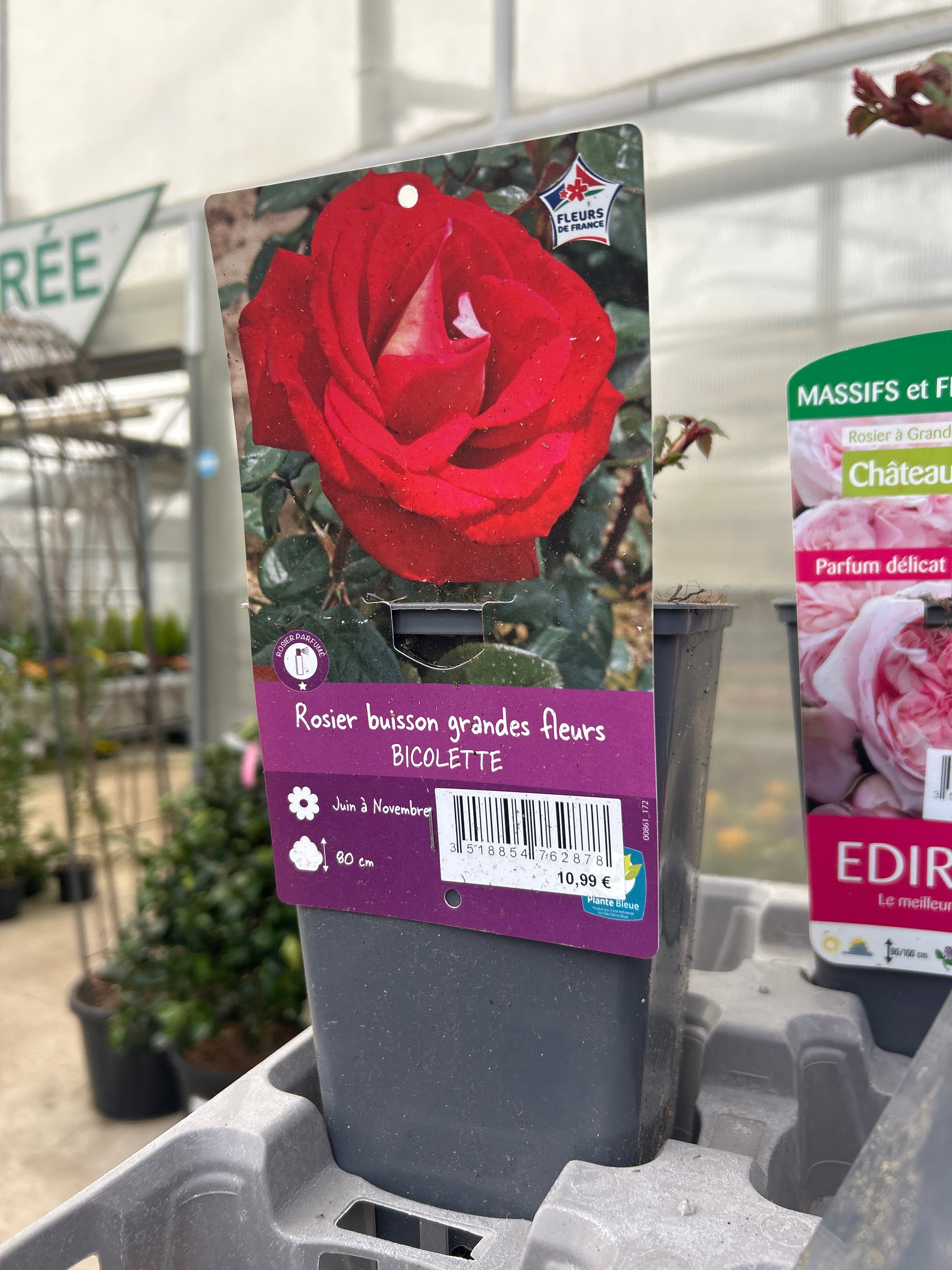 Rosier Bicolette Bicolore