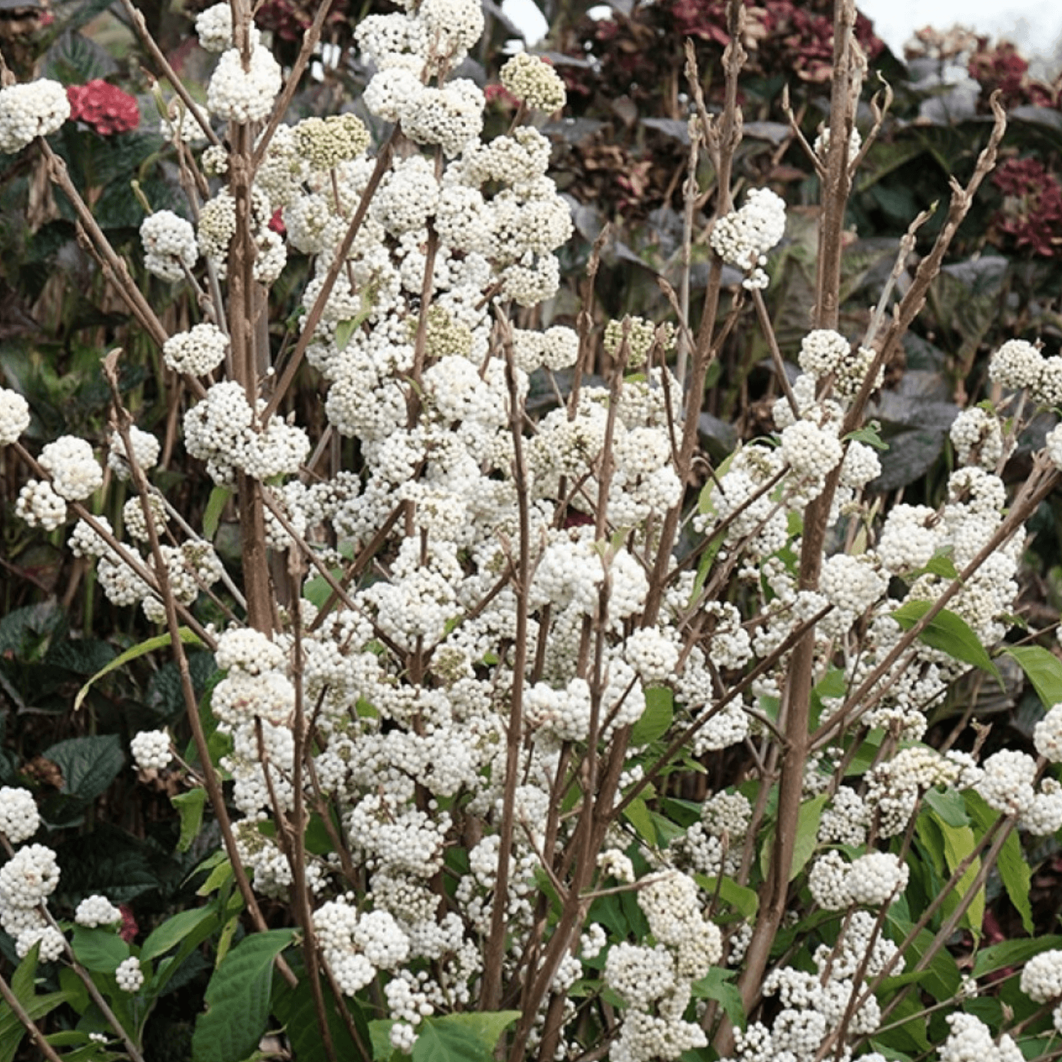 Arbuste aux bonbons 'Magical snowstar' - Callicarpa bodinieri 'Magical snowstar' - FLEURANDIE