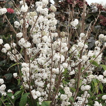 Arbuste aux bonbons 'Magical snowstar' - Callicarpa bodinieri 'Magical snowstar'