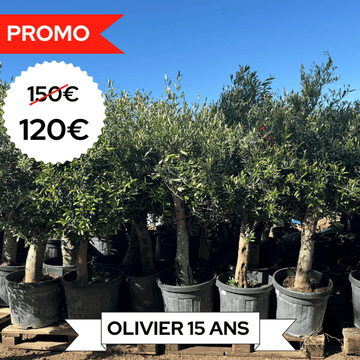 Olivier D'Europe - Olea Europea Tige 45L