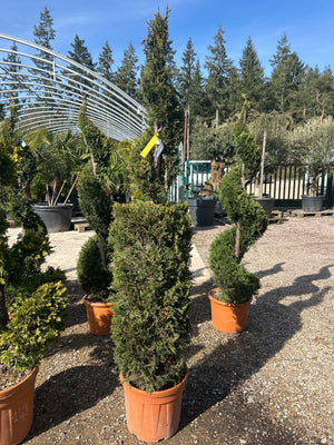 Cilindro-Siprale / CLT30 / H.160-180