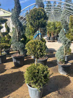 3 Boules / POT 20L / H.120-140