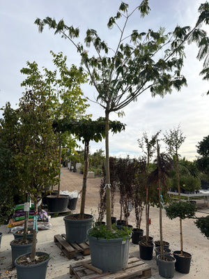 ARBRE / CIRCONFERENCE 20/25CM / TRONC HAUT