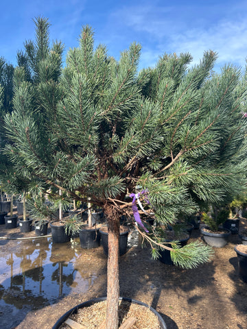 Pin sylvestre 'Watereri' - Pinus sylvestris 'Watereri'
