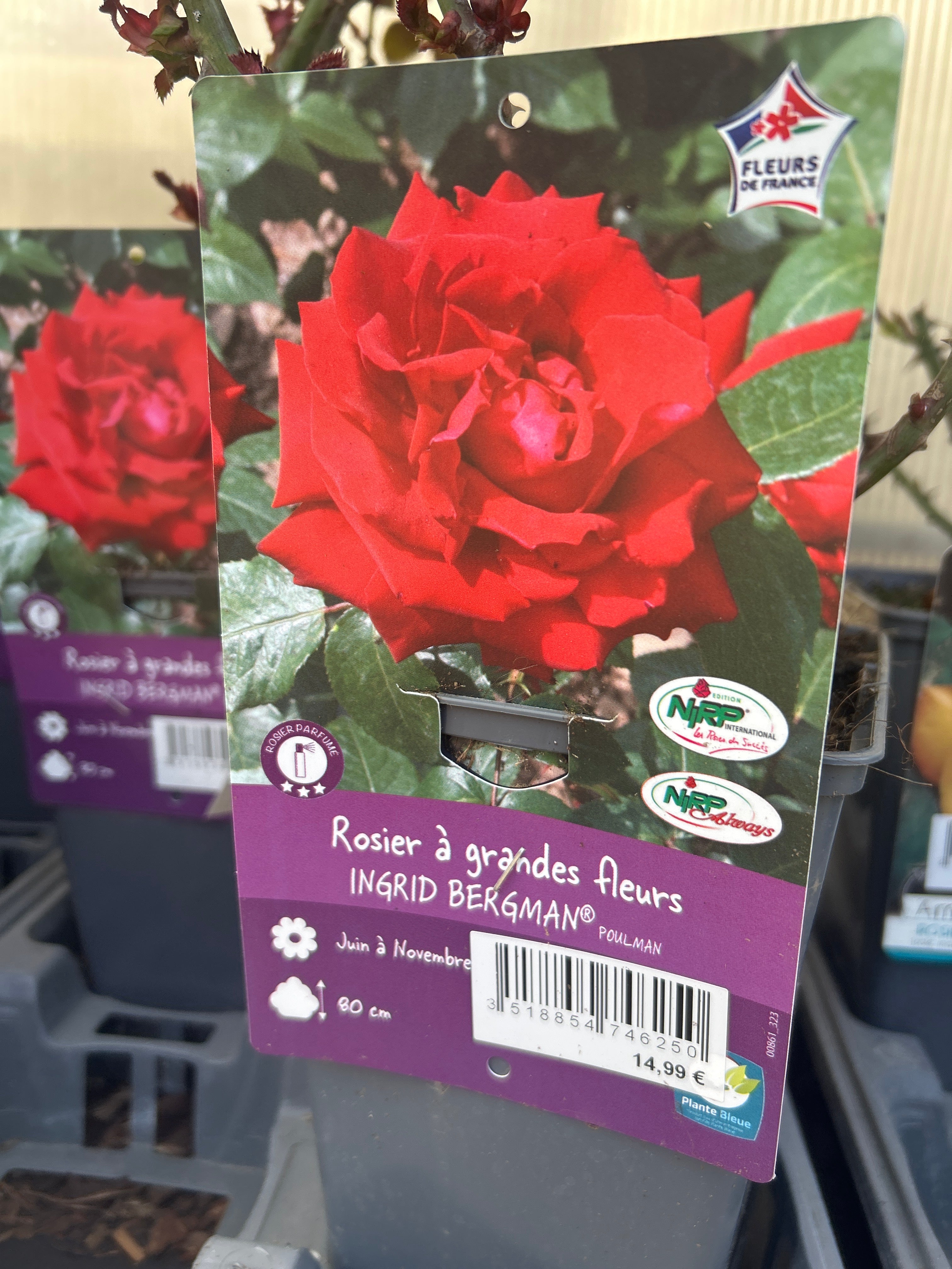 Rosier Thé moderne 'Ingrid Bergman' - Rosa Thé moderne 'Ingrid Bergman'