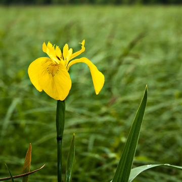 Iris des marais - Iris pseudacorus