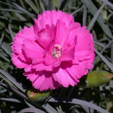 Oeillet mignardise 'Scent First Tickled Pink' - Dianthus plumarius 'Scent first Tickled Pink'