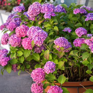 Hortensia 'Bouquet Rose' -  Hydrangea macrophylla 'Bouquet Rose'